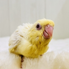 ぴぽぴぽぉ〜💕元気いっぱい‼︎クリームカラーのサザナミインコ💛
