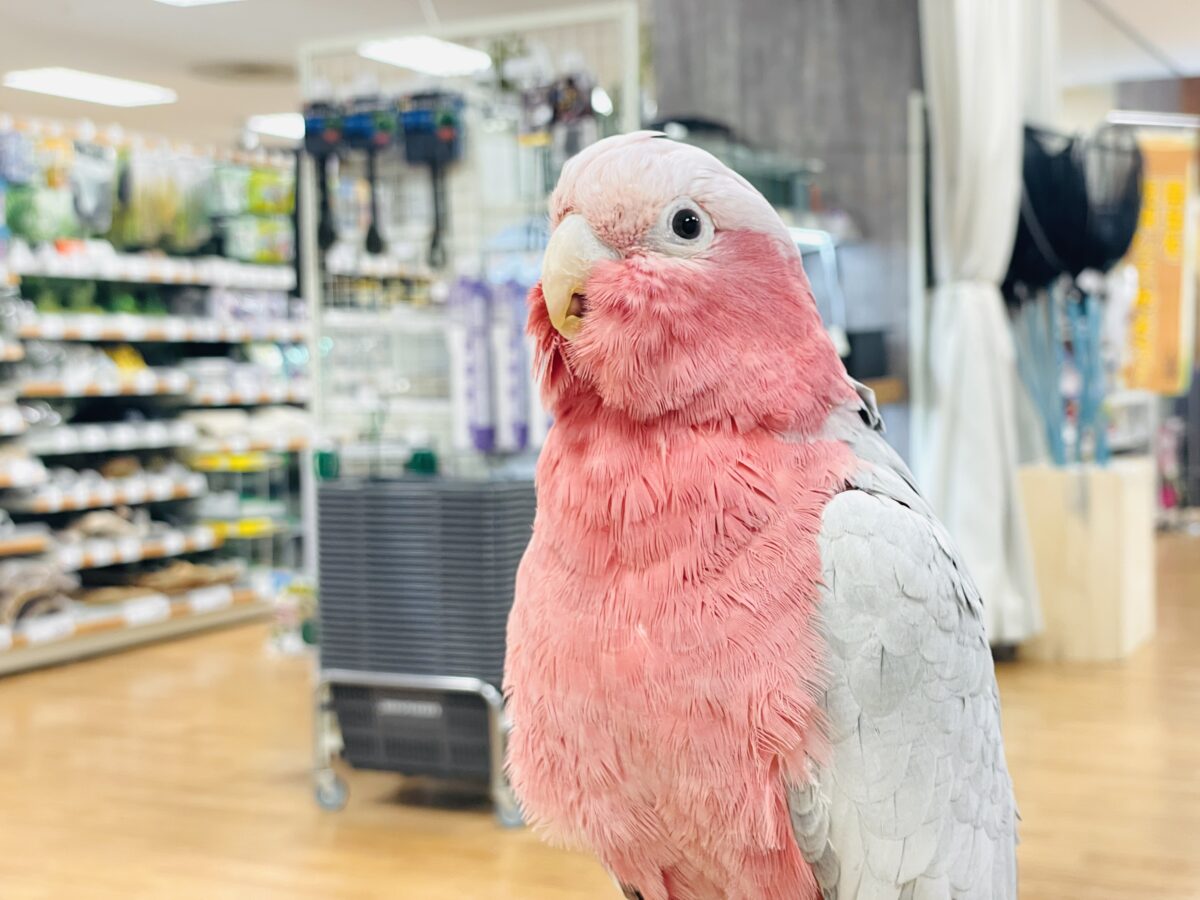 【最新画像】やってきました❣️ピンクの鳥さん💕モモイロインコ(男の子) モモイロインコ