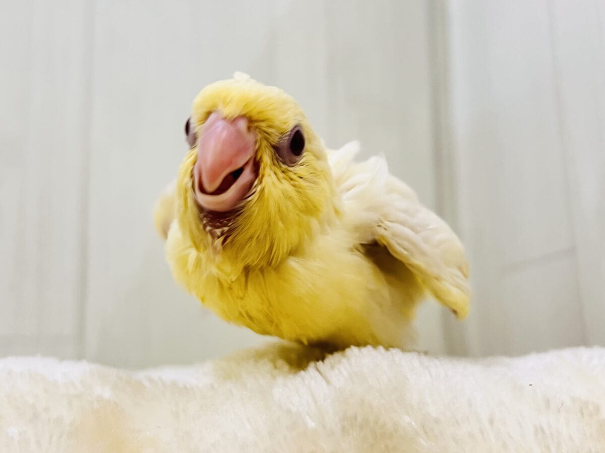 ぴぽぴぽぉ〜💕元気いっぱい‼︎クリームカラーのサザナミインコ💛 サザナミインコ