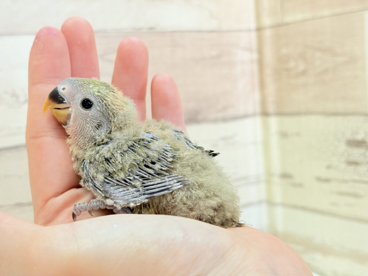 【最新画像更新🪄】わた毛たっぷりベビベビコザたん🐣💚コザクラインコ(オリーブ) ヒナ コザクラインコ(小桜インコ)