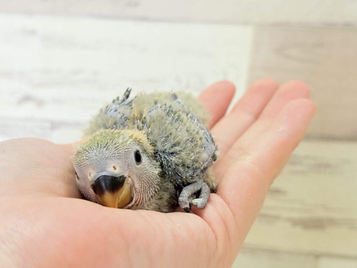 【最新画像更新🪄】わた毛たっぷりベビベビコザたん🐣💚コザクラインコ(オリーブ) ヒナ コザクラインコ(小桜インコ)