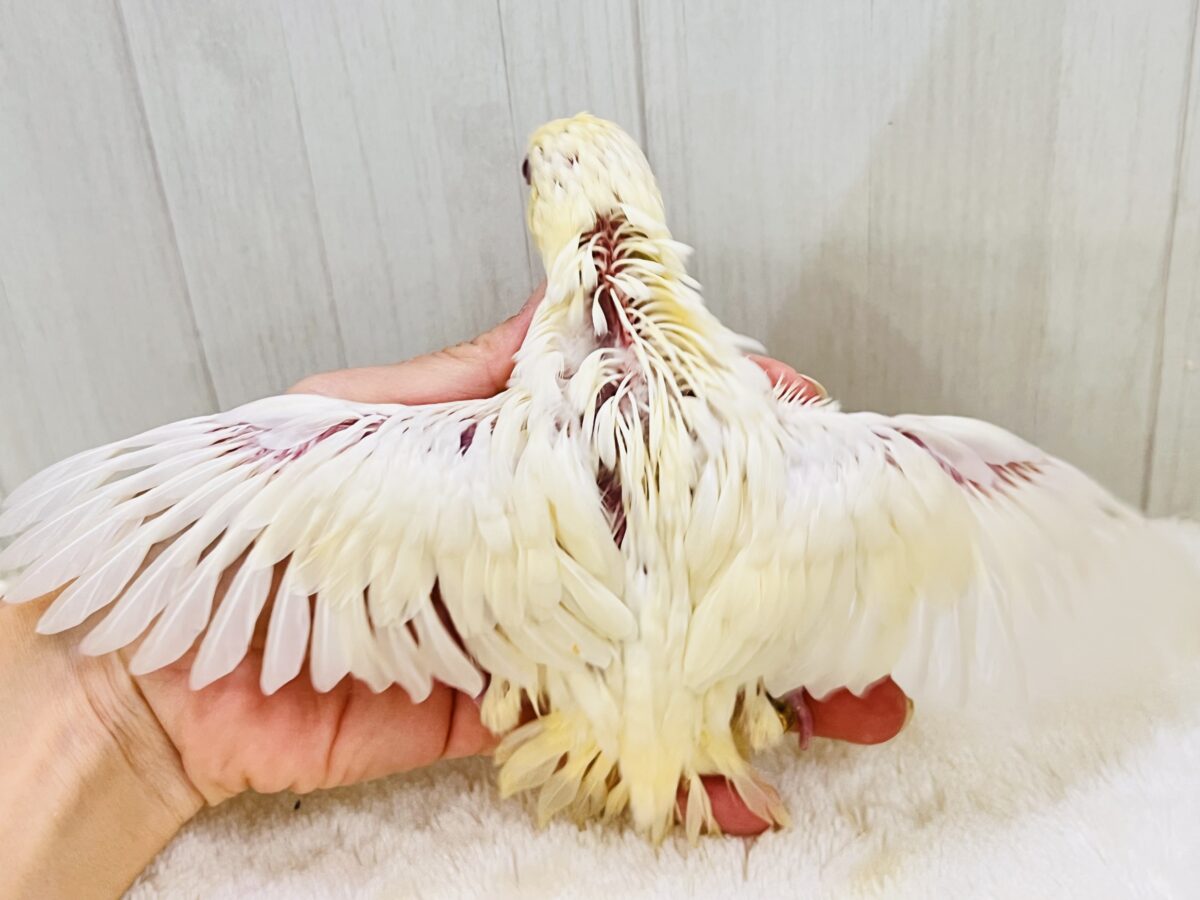 ぴぽぴぽぉ〜💕元気いっぱい‼︎クリームカラーのサザナミインコ💛 サザナミインコ