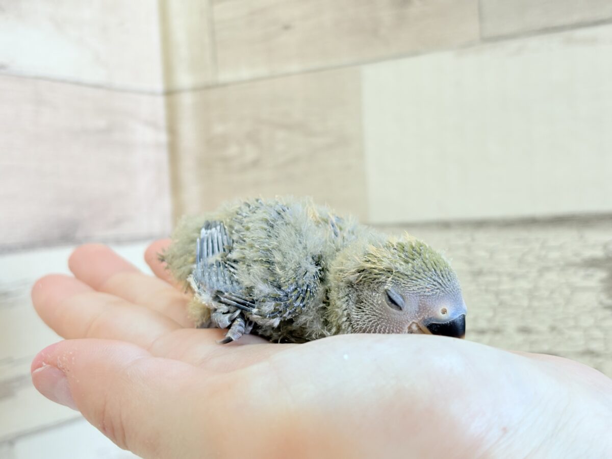 コザクラインコ（小桜インコ）