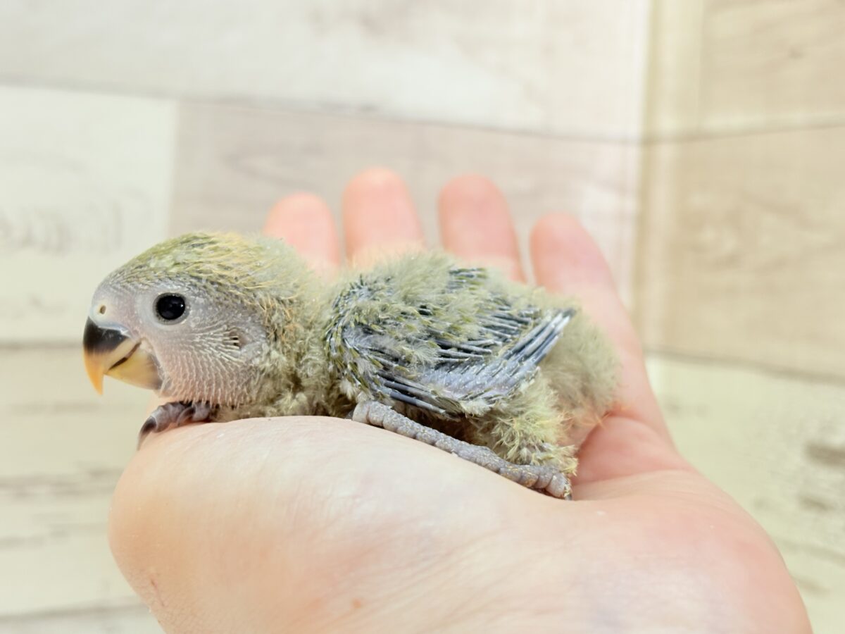 【最新画像更新🪄】わた毛たっぷりベビベビコザたん🐣💚コザクラインコ(オリーブ) ヒナ コザクラインコ(小桜インコ)