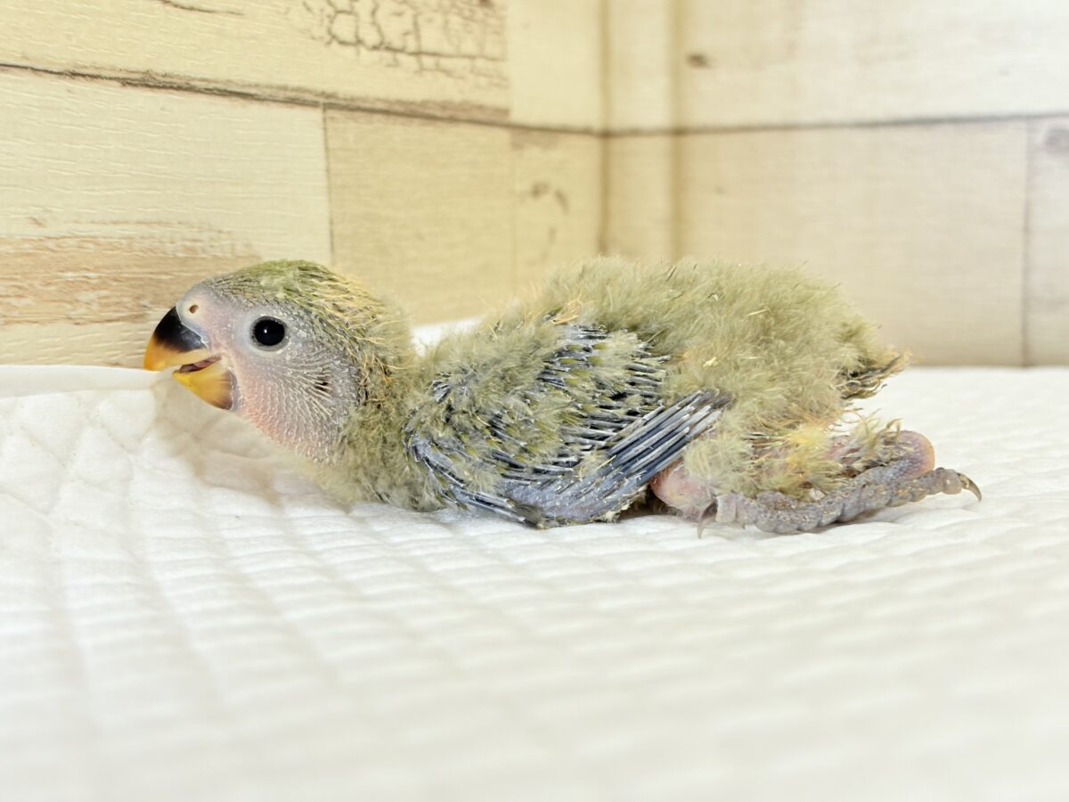コザクラインコ（小桜インコ）
