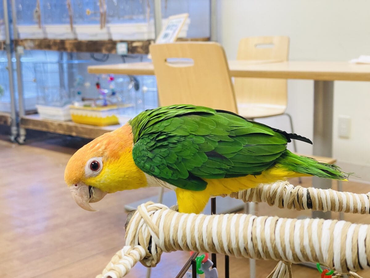 【最新画像】好奇心旺盛‼️やってきたぜ‼️✨️シロハラインコ(女の子) シロハラインコ