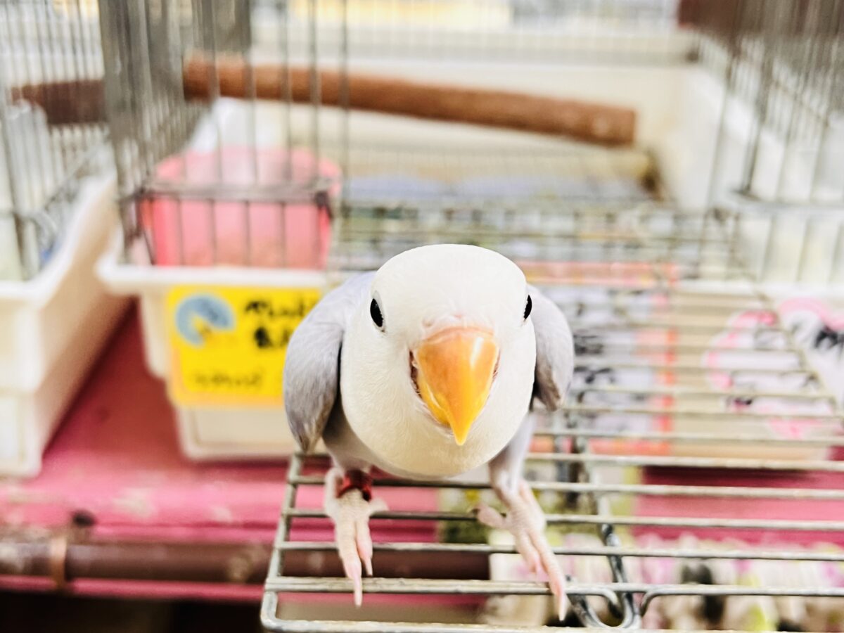 コザクラインコ（小桜インコ）