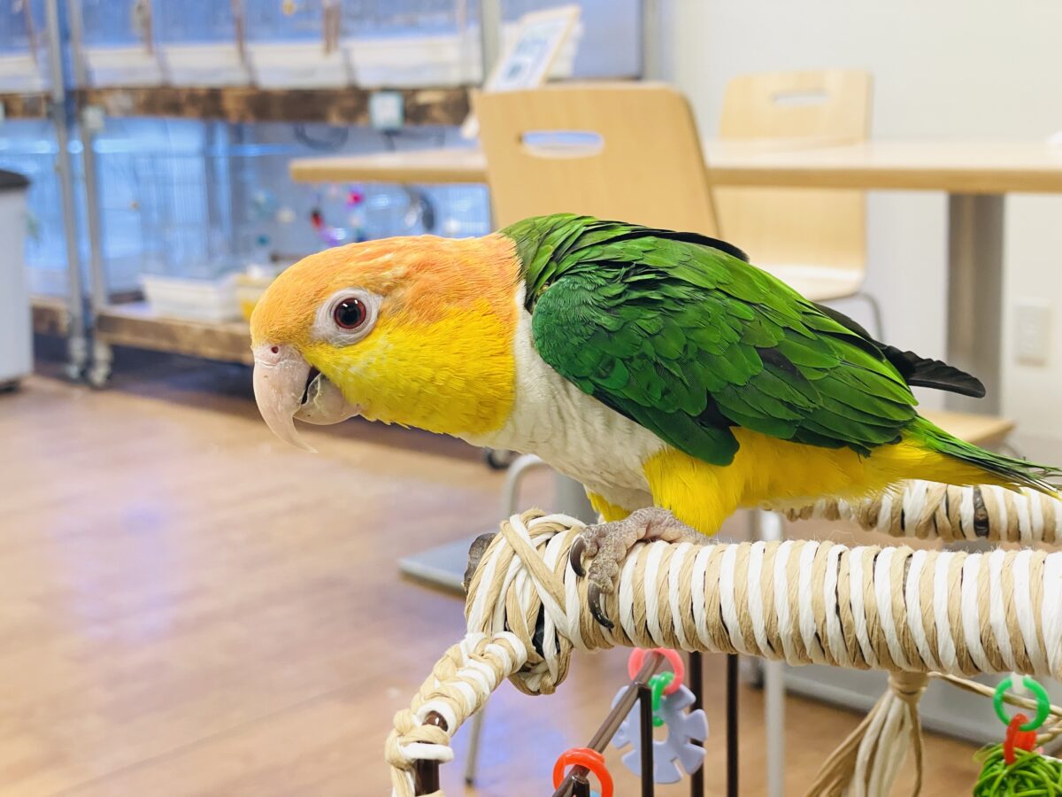 【最新画像】好奇心旺盛‼️やってきたぜ‼️✨️シロハラインコ(女の子) シロハラインコ