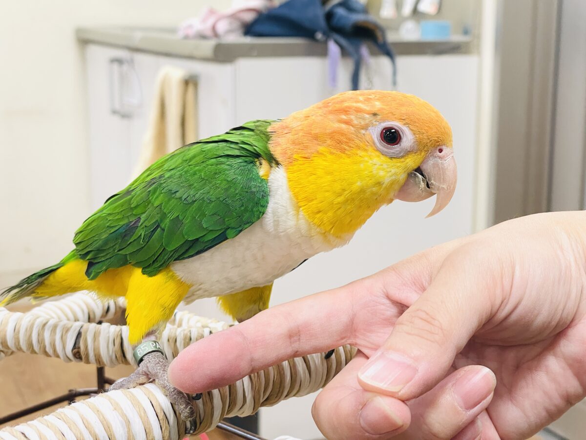 【最新画像】好奇心旺盛‼️やってきたぜ‼️✨️シロハラインコ(女の子) シロハラインコ