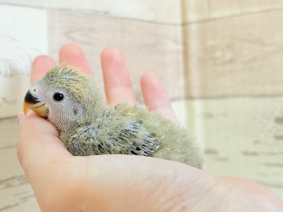 コザクラインコ（小桜インコ）