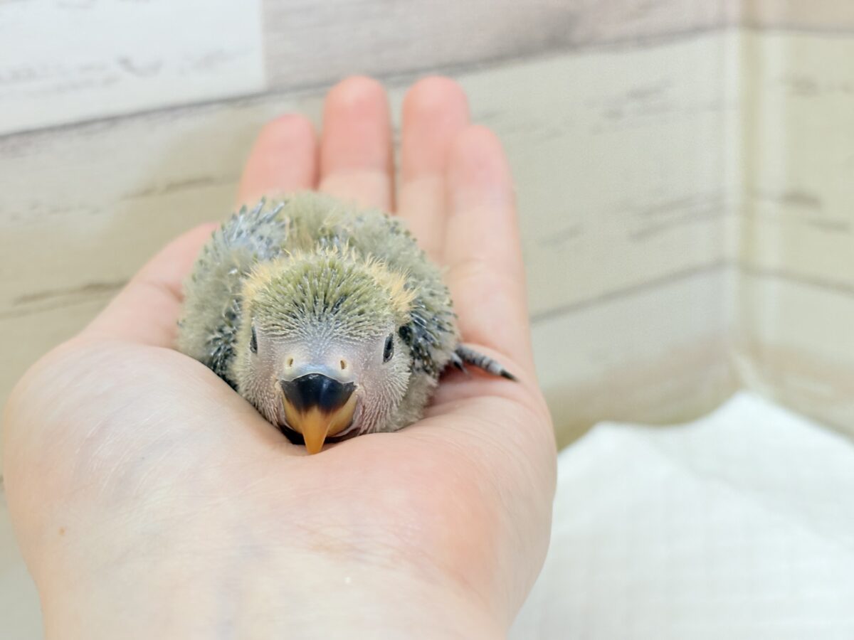 コザクラインコ（小桜インコ）