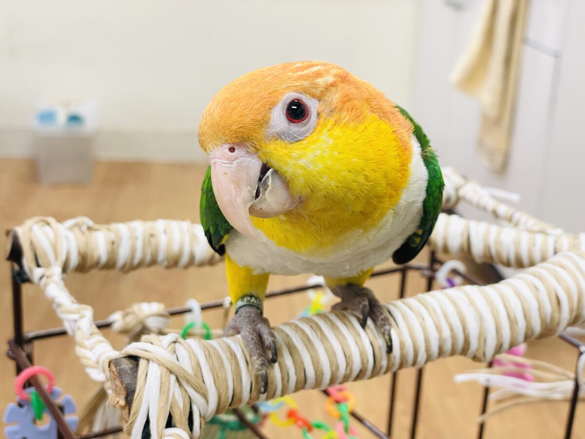 【最新画像】好奇心旺盛‼️やってきたぜ‼️✨️シロハラインコ(女の子) シロハラインコ