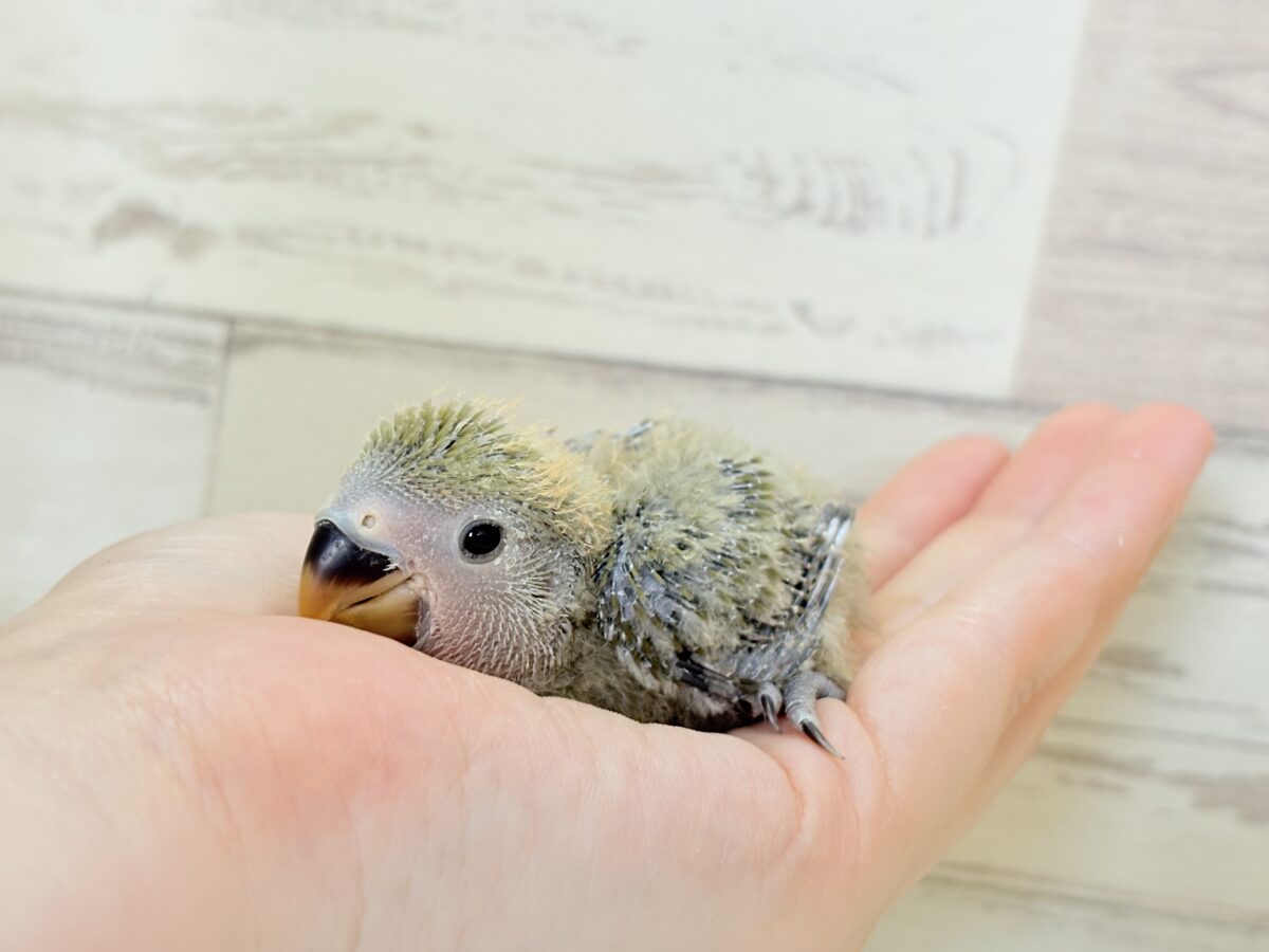 コザクラインコ（小桜インコ）