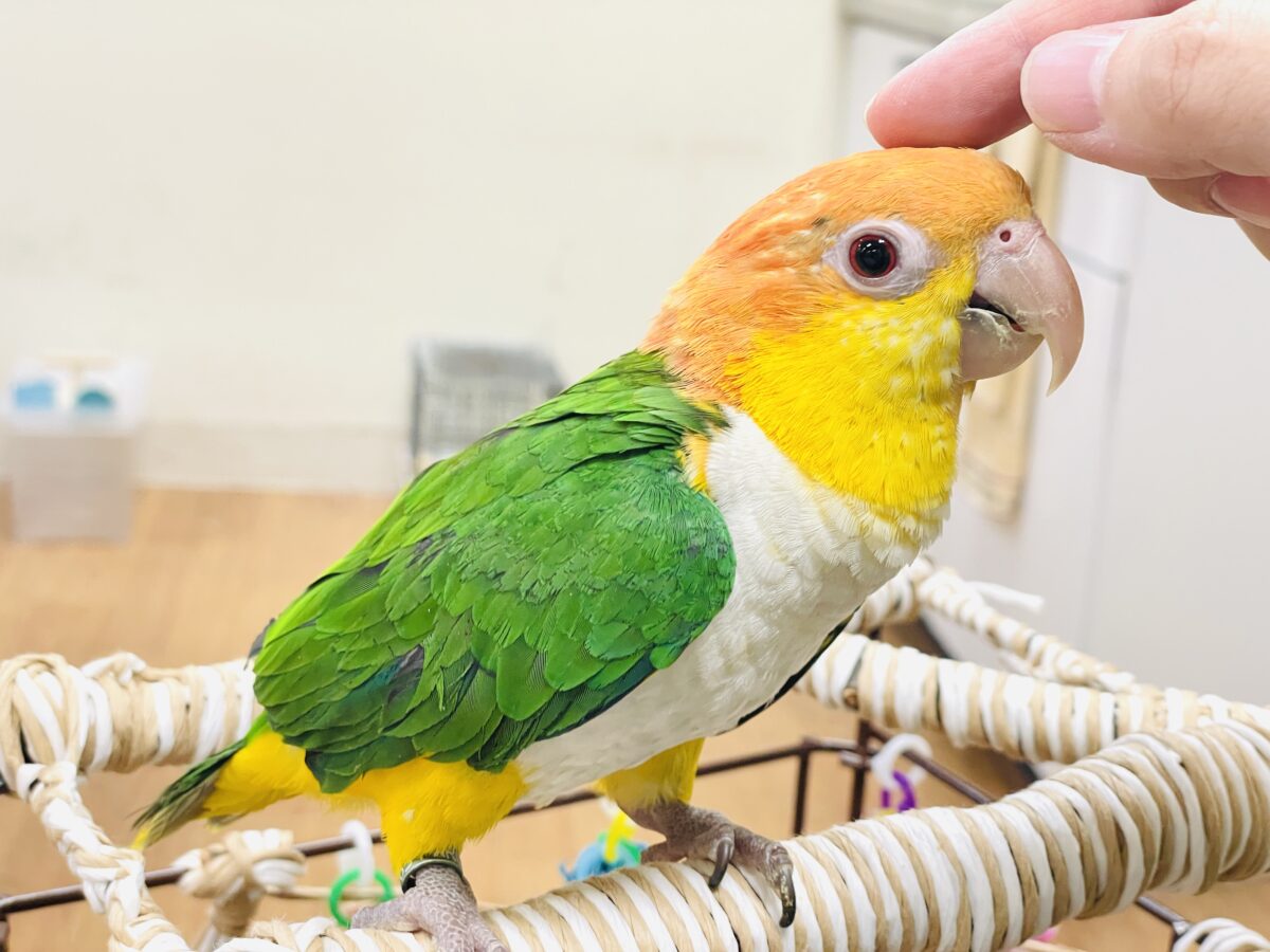 【最新画像】好奇心旺盛‼️やってきたぜ‼️✨️シロハラインコ(女の子) シロハラインコ