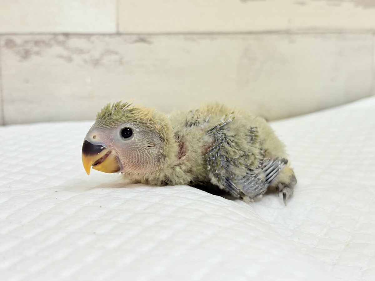 【最新画像更新🪄】わた毛たっぷりベビベビコザたん🐣💚コザクラインコ(オリーブ) ヒナ コザクラインコ(小桜インコ)