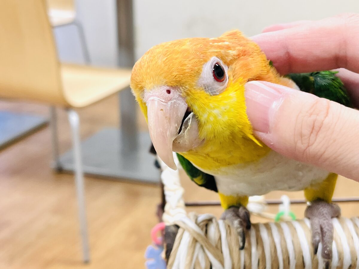 【最新画像】好奇心旺盛‼️やってきたぜ‼️✨️シロハラインコ(女の子) シロハラインコ