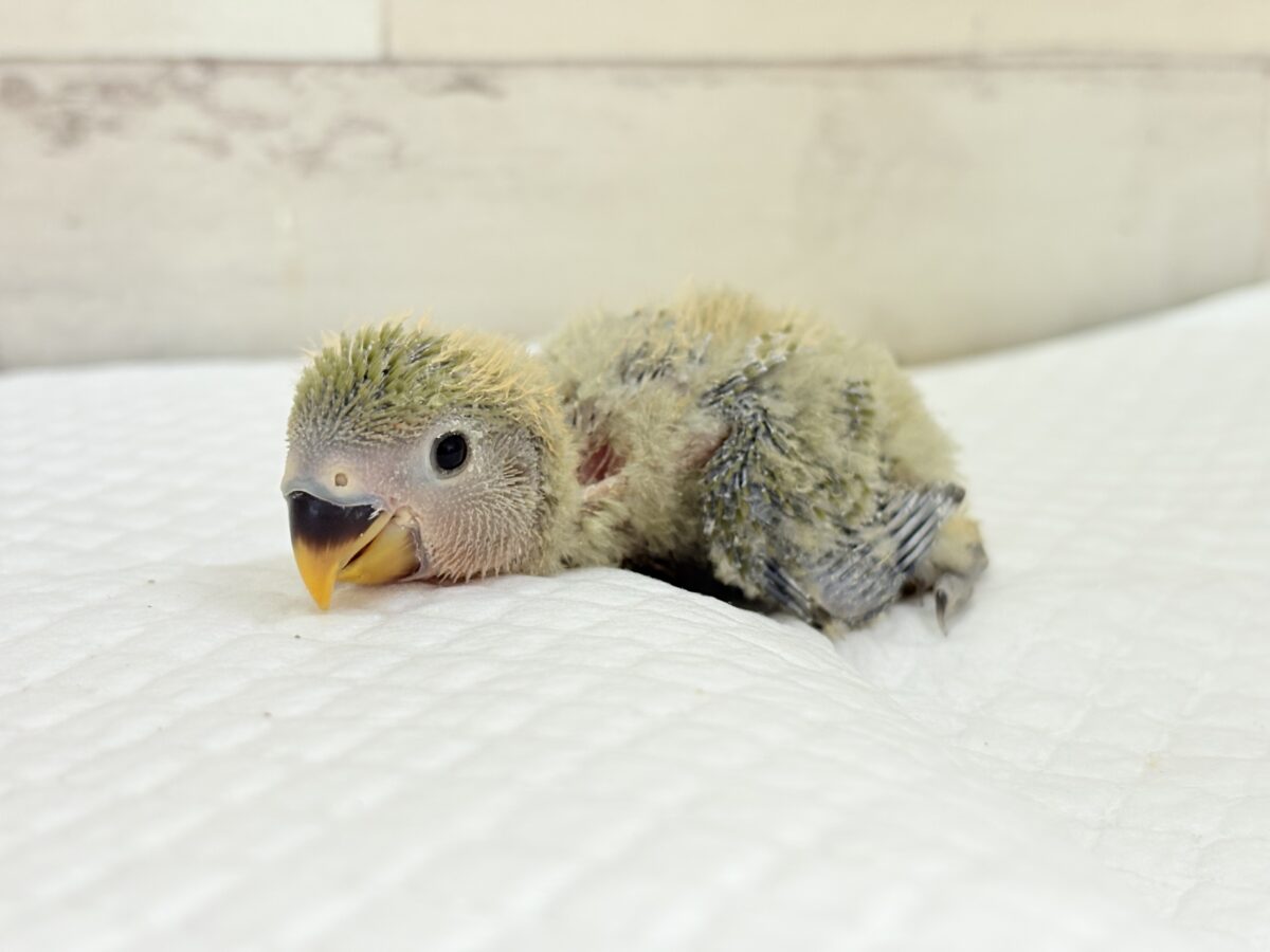 コザクラインコ（小桜インコ）