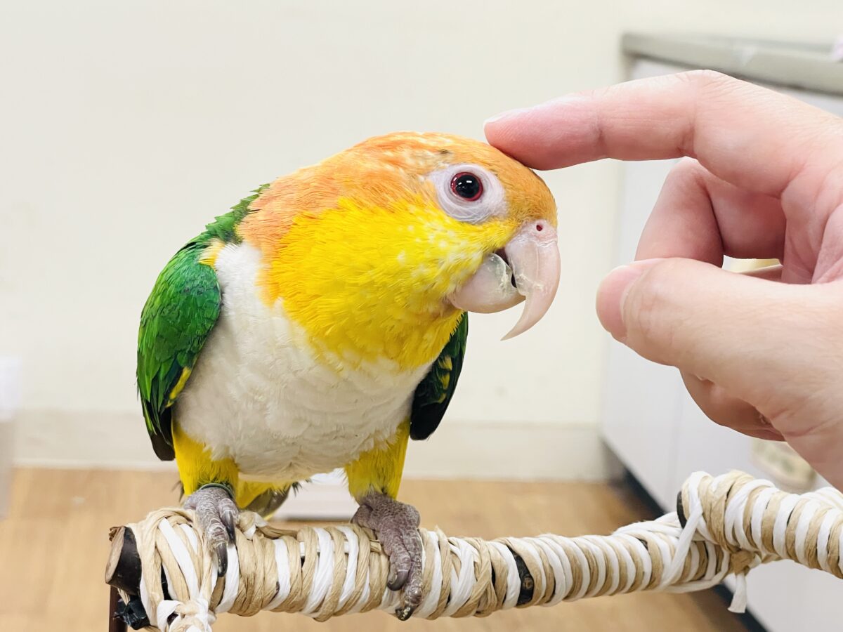 【最新画像】好奇心旺盛‼️やってきたぜ‼️✨️シロハラインコ(女の子) シロハラインコ