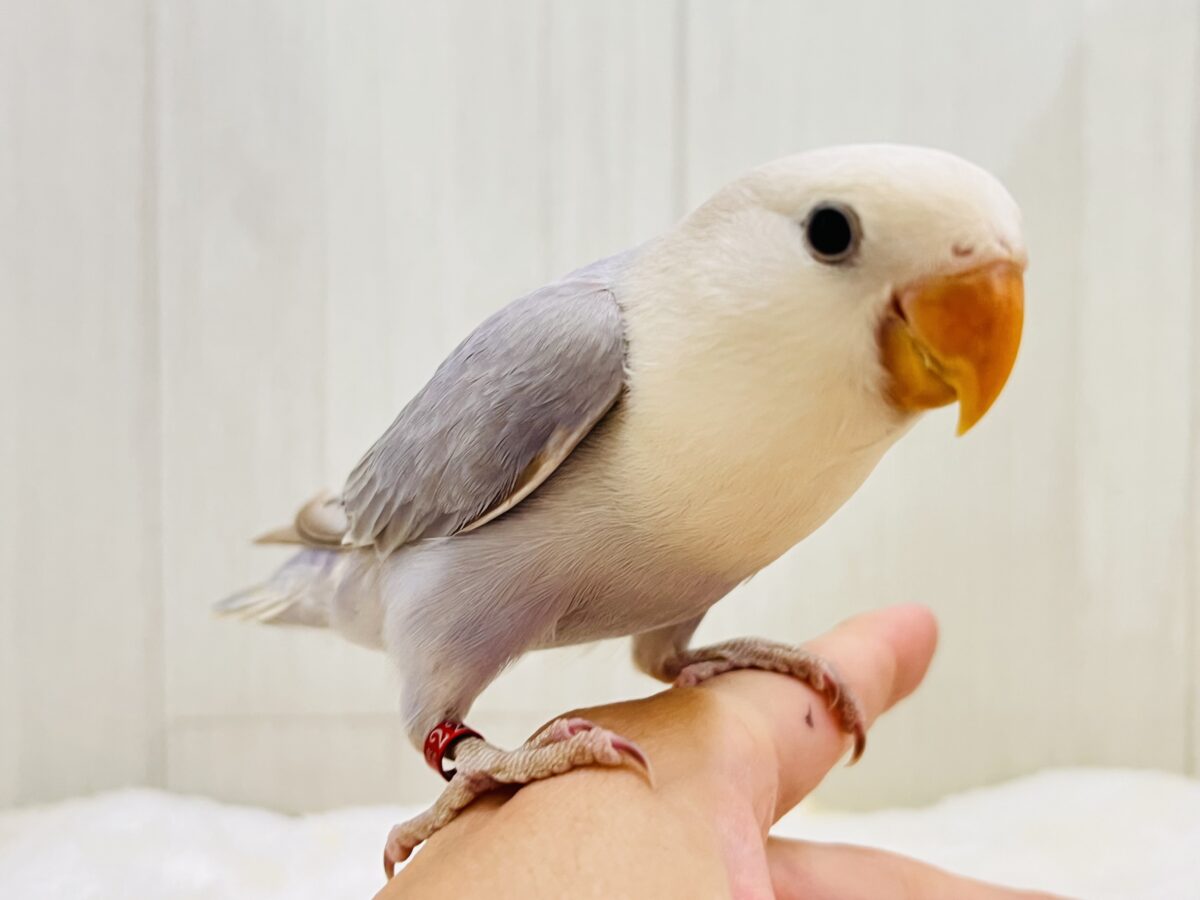 画像更新☆お上品なラベンダーグレー🪻🩶気品溢れる小桜インコの雛が入舎しましたよ☆