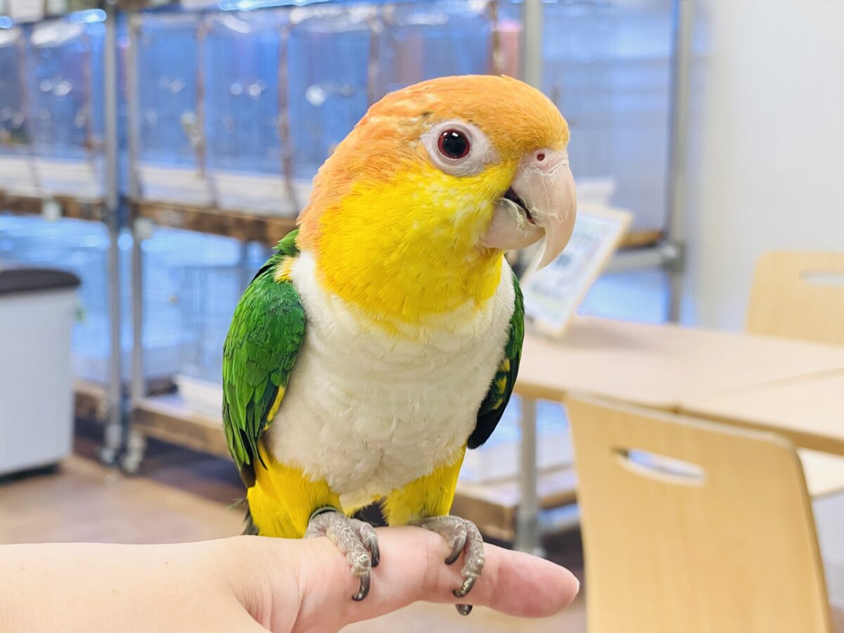 【最新画像】好奇心旺盛‼️やってきたぜ‼️✨️シロハラインコ(女の子) シロハラインコ