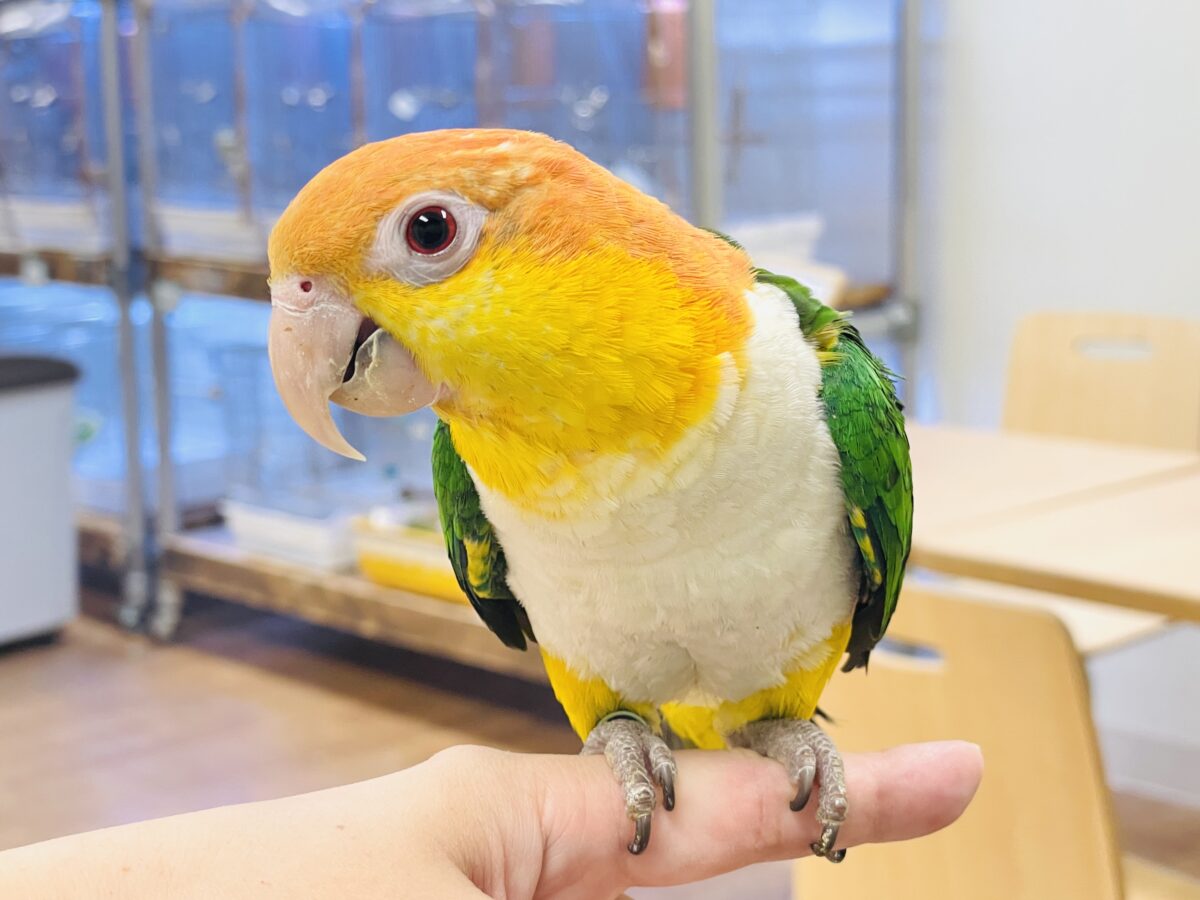 【最新画像】好奇心旺盛‼️やってきたぜ‼️✨️シロハラインコ(女の子) シロハラインコ