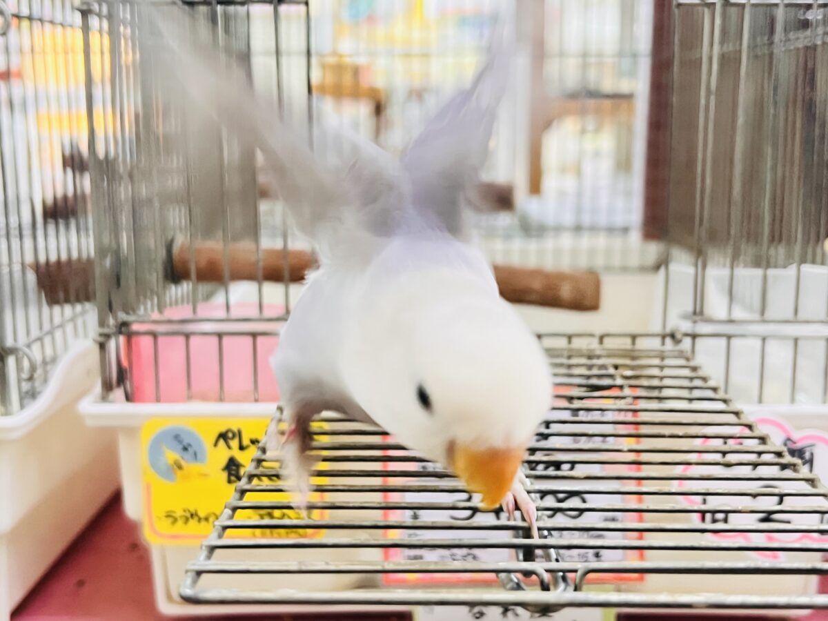 コザクラインコ（小桜インコ）