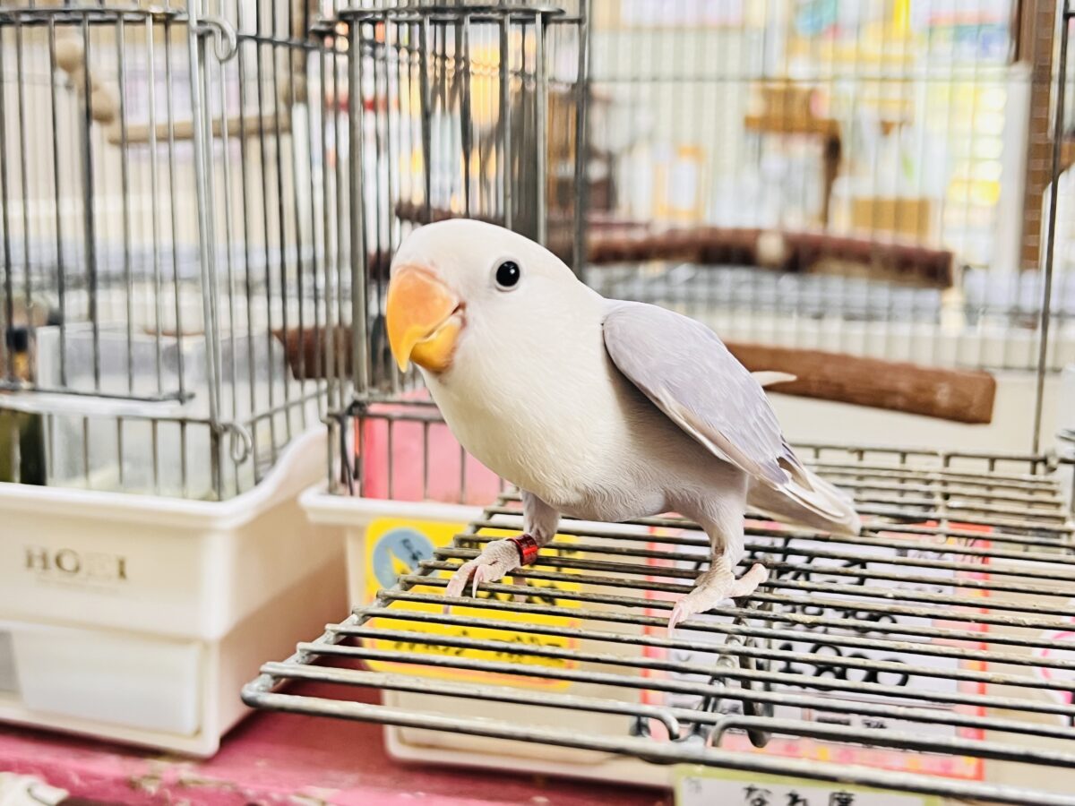 コザクラインコ（小桜インコ）