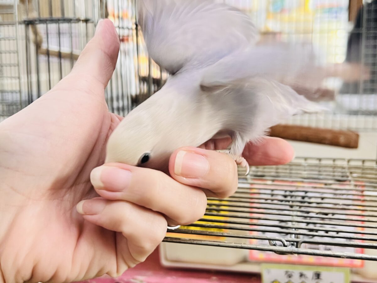 画像更新☆お上品なラベンダーグレー🪻🩶気品溢れる小桜インコの雛が入舎しましたよ☆ コザクラインコ(小桜インコ)