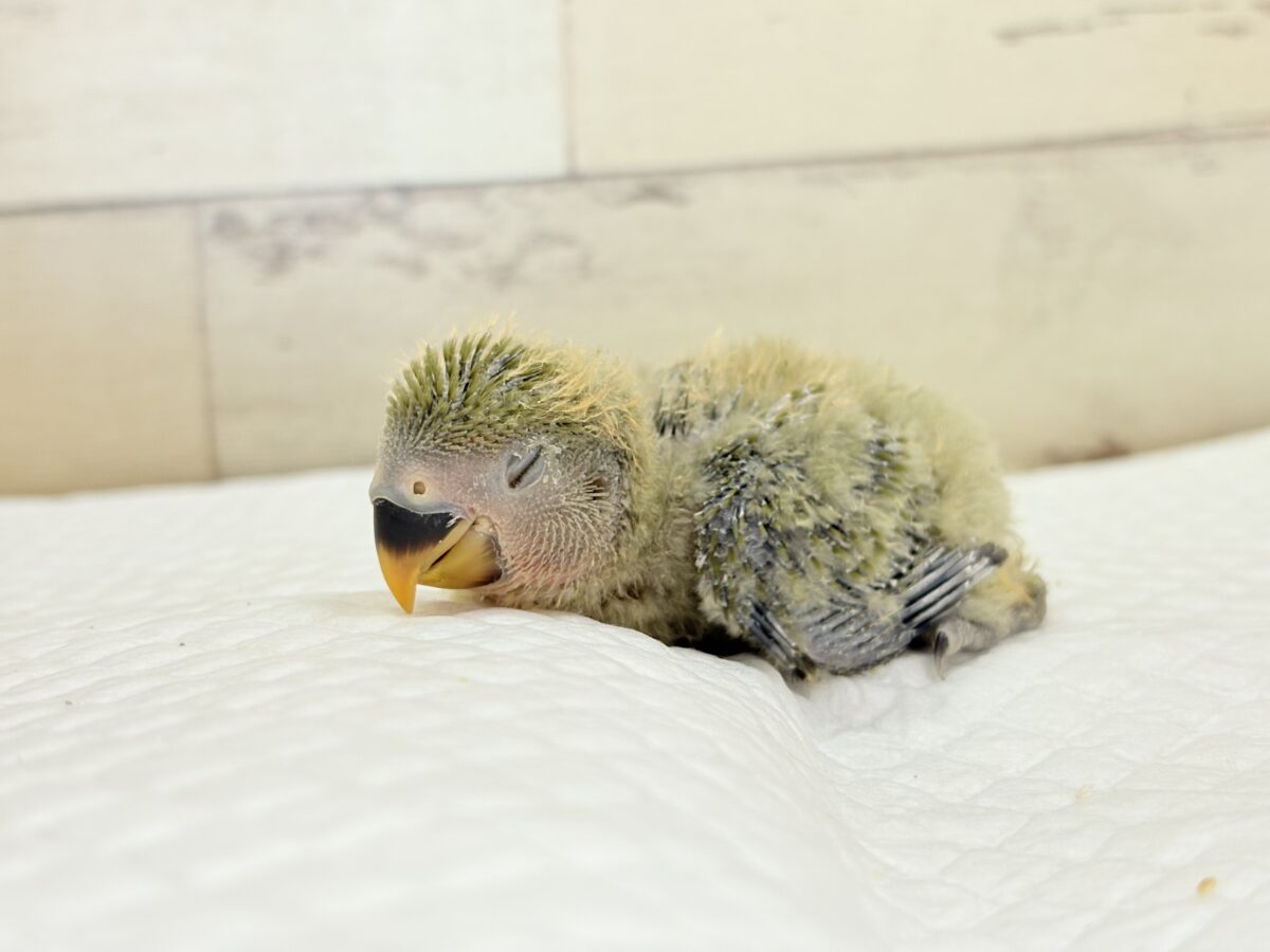 【最新画像更新🪄】わた毛たっぷりベビベビコザたん🐣💚コザクラインコ(オリーブ) ヒナ コザクラインコ(小桜インコ)