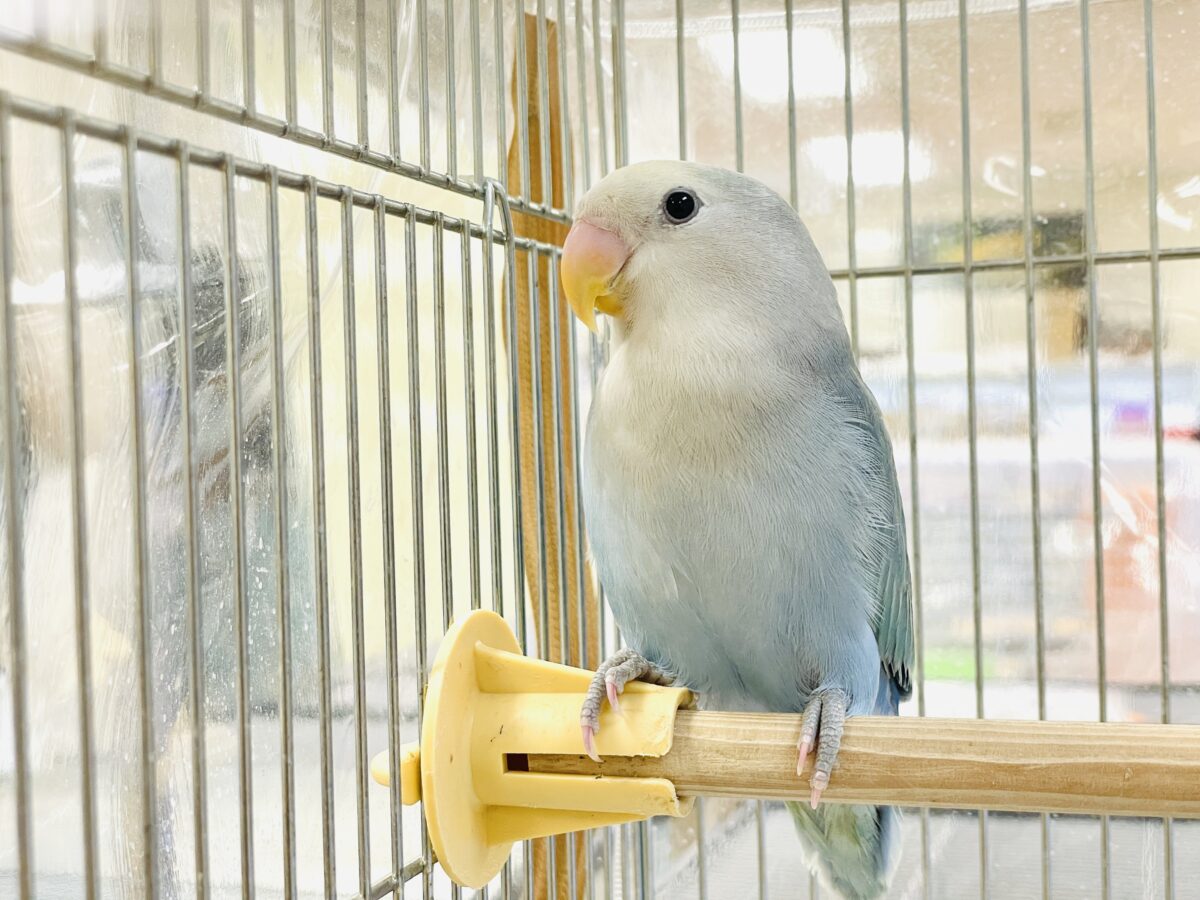 【最新画像】爽やかでクールな夏だよ~😎✨コザクラインコ(ダークチェリーオパーリンパイド) コザクラインコ(小桜インコ)