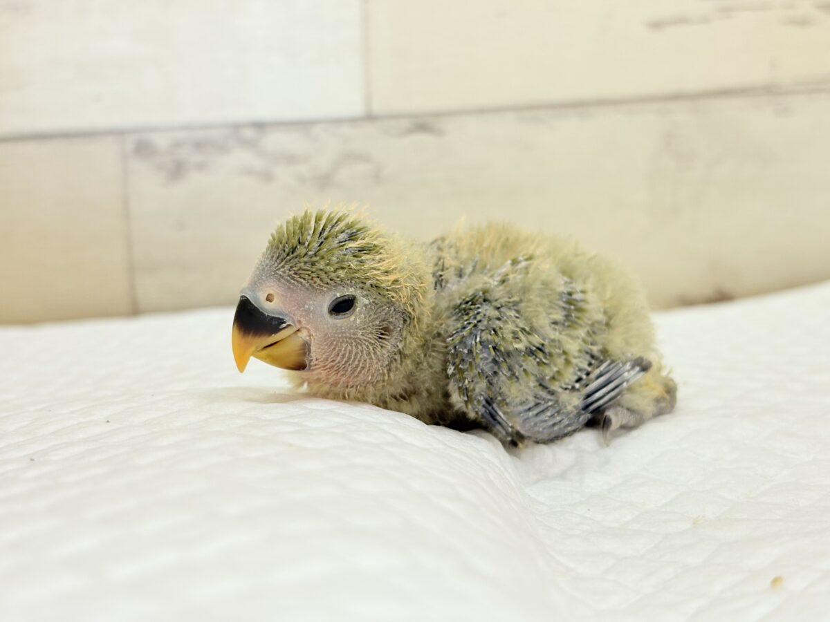 コザクラインコ（小桜インコ）