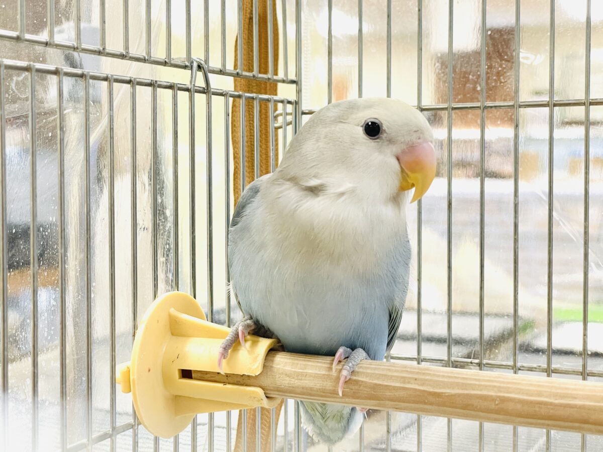 【最新画像】爽やかでクールな夏だよ~😎✨コザクラインコ(ダークチェリーオパーリンパイド) コザクラインコ(小桜インコ)