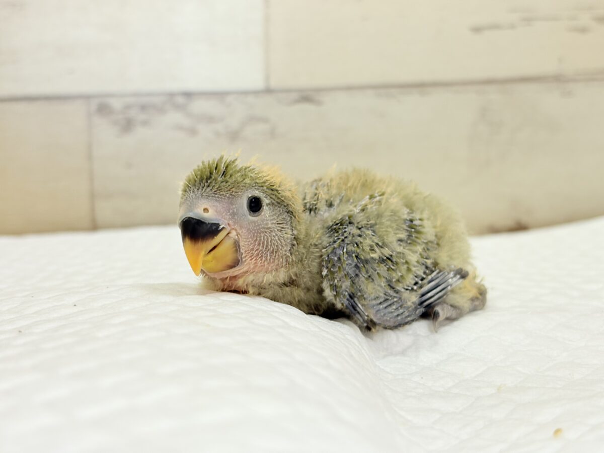 【最新画像更新🪄】わた毛たっぷりベビベビコザたん🐣💚コザクラインコ(オリーブ) ヒナ コザクラインコ(小桜インコ)