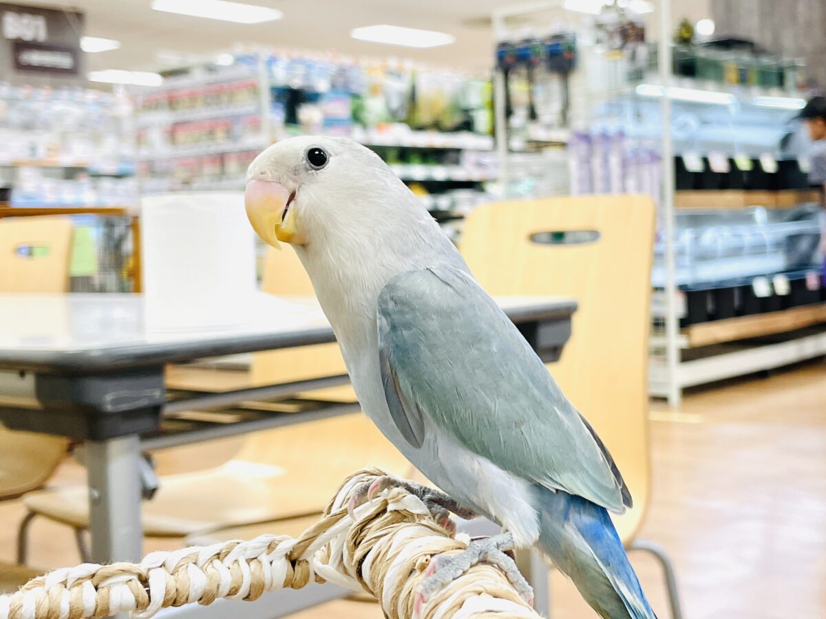 【最新画像】爽やかでクールな夏だよ~😎✨コザクラインコ(ダークチェリーオパーリンパイド) コザクラインコ(小桜インコ)