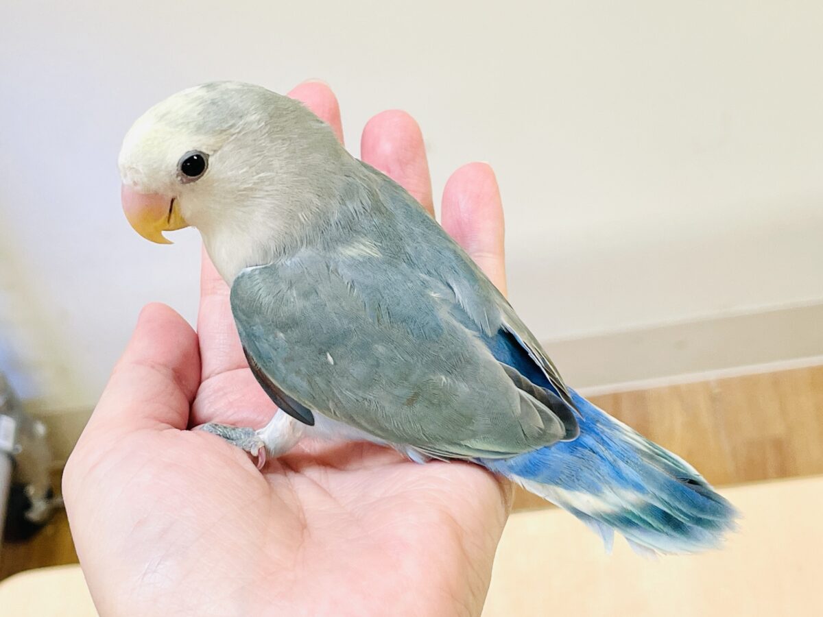 【最新画像】爽やかでクールな夏だよ~😎✨コザクラインコ(ダークチェリーオパーリンパイド) コザクラインコ(小桜インコ)