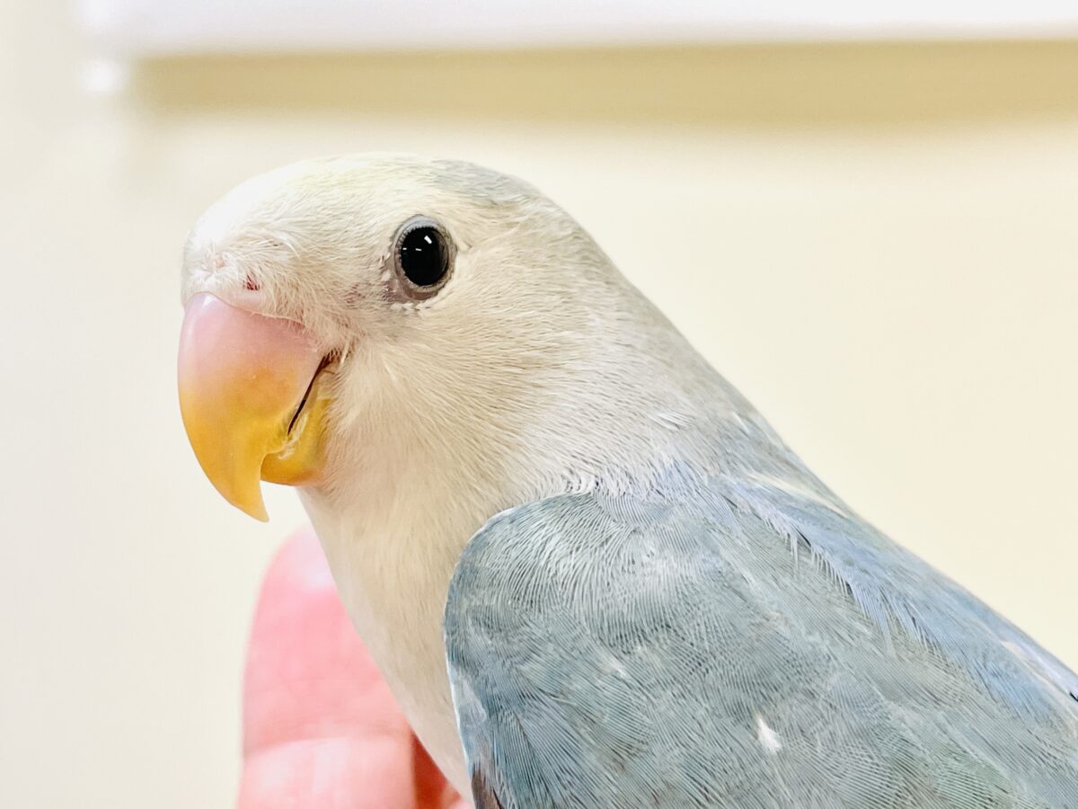 【最新画像】爽やかでクールな夏だよ~😎✨コザクラインコ(ダークチェリーオパーリンパイド) コザクラインコ(小桜インコ)