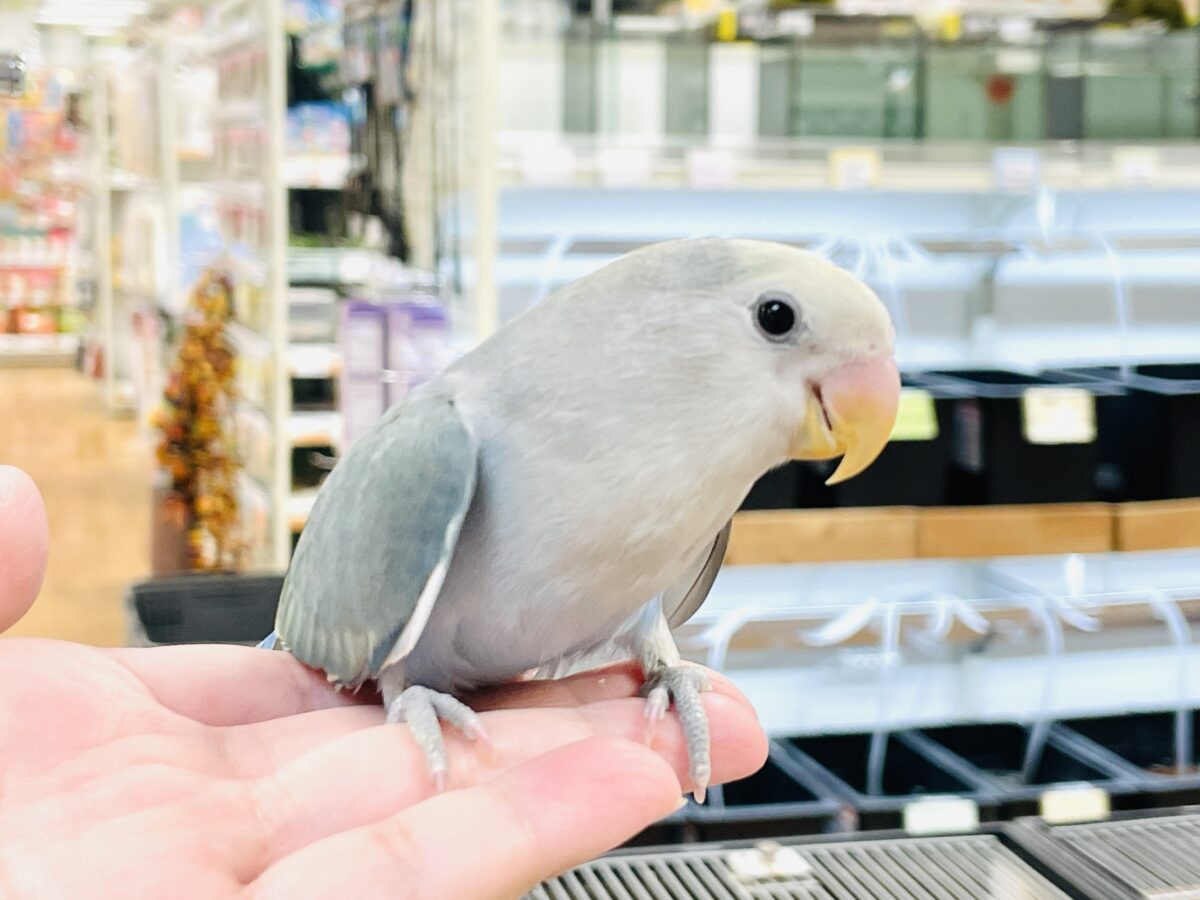 【最新画像】爽やかでクールな夏だよ~😎✨コザクラインコ(ダークチェリーオパーリンパイド) コザクラインコ(小桜インコ)