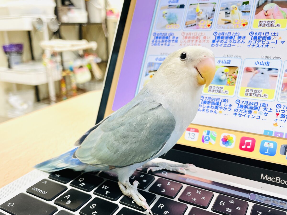 【最新画像】爽やかでクールな夏だよ~😎✨コザクラインコ(ダークチェリーオパーリンパイド) コザクラインコ(小桜インコ)