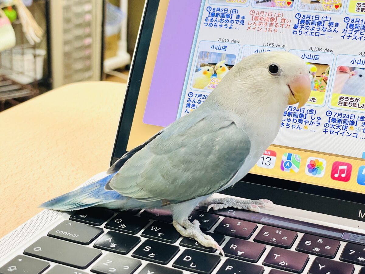 【最新画像】爽やかでクールな夏だよ~😎✨コザクラインコ(ダークチェリーオパーリンパイド) コザクラインコ(小桜インコ)