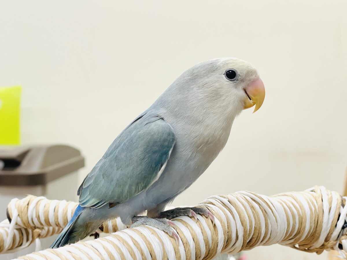 【最新画像】爽やかでクールな夏だよ~😎✨コザクラインコ(ダークチェリーオパーリンパイド) コザクラインコ(小桜インコ)