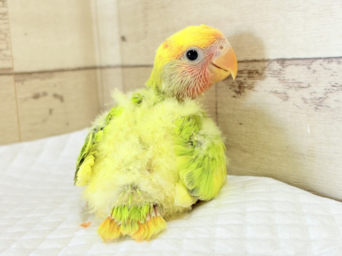 ちゅやちゅやおめめ♡カラフルな羽🐣💐コザクラインコ(タイガーチェリー) ヒナ コザクラインコ(小桜インコ)