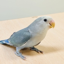 【最新画像】爽やかでクールな夏だよ～😎✨コザクラインコ（ダークチェリーオパーリンパイド）