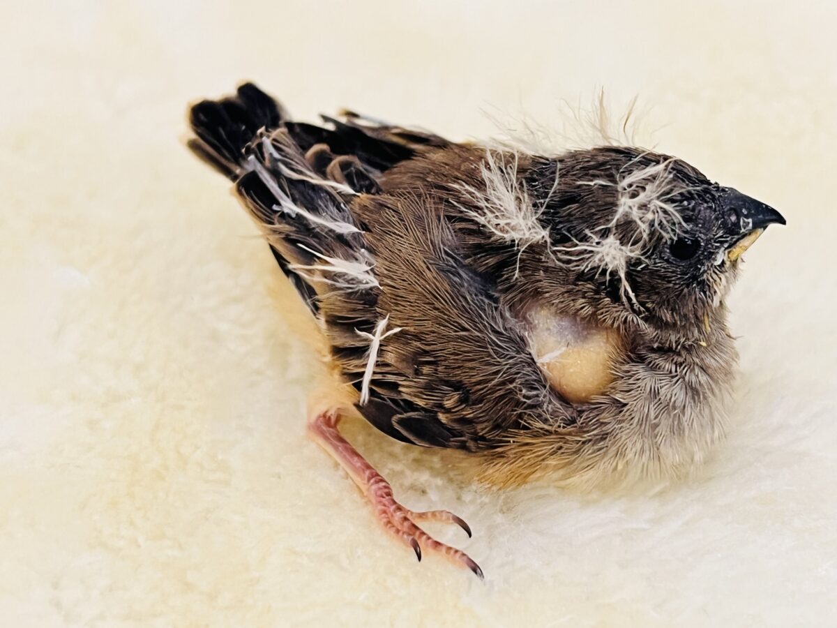 テイテイテイっ‼︎小さくても存在感ばっちり!キンカ鳥の雛入舎しています☆ 錦花鳥(キンカチョウ)