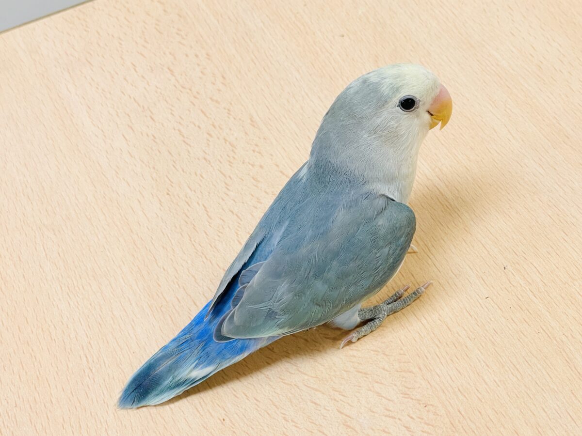 【最新画像】爽やかでクールな夏だよ~😎✨コザクラインコ(ダークチェリーオパーリンパイド) コザクラインコ(小桜インコ)