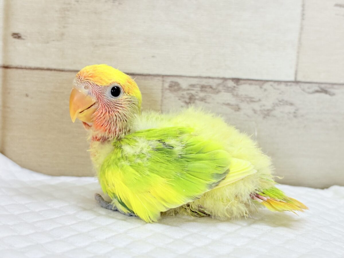 ちゅやちゅやおめめ♡カラフルな羽🐣💐コザクラインコ(タイガーチェリー) ヒナ コザクラインコ(小桜インコ)