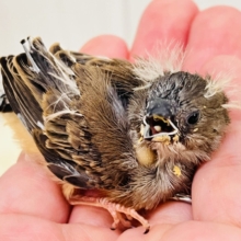 ﾃｲﾃｲﾃｲっ‼︎小さくても存在感ばっちり！キンカ鳥の雛入舎しています☆