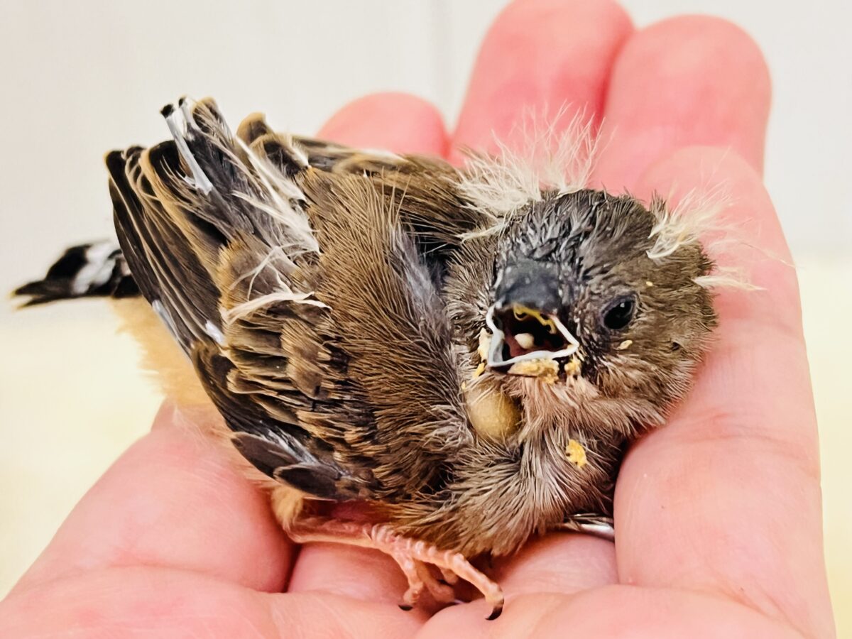 ﾃｲﾃｲﾃｲっ‼︎小さくても存在感ばっちり！キンカ鳥の雛入舎しています☆