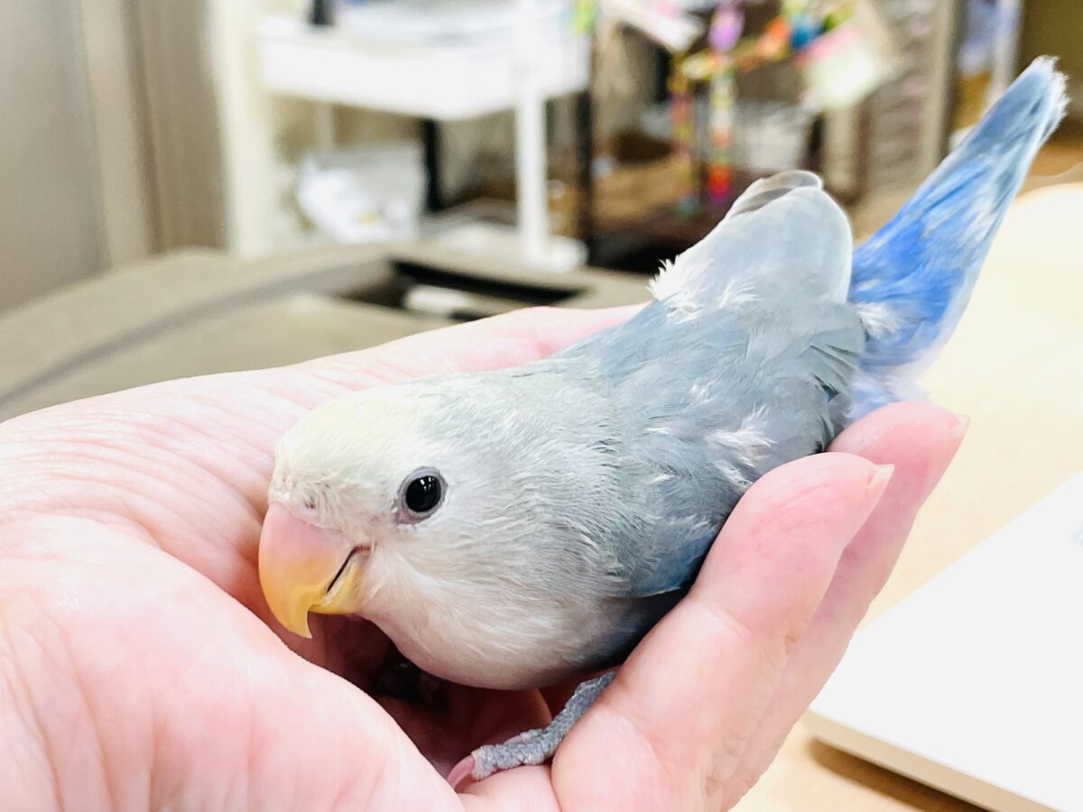 【最新画像】爽やかでクールな夏だよ~😎✨コザクラインコ(ダークチェリーオパーリンパイド) コザクラインコ(小桜インコ)