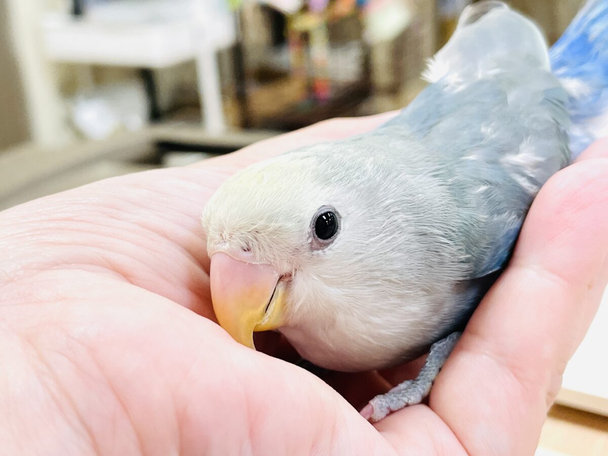 【最新画像】爽やかでクールな夏だよ~😎✨コザクラインコ(ダークチェリーオパーリンパイド) コザクラインコ(小桜インコ)