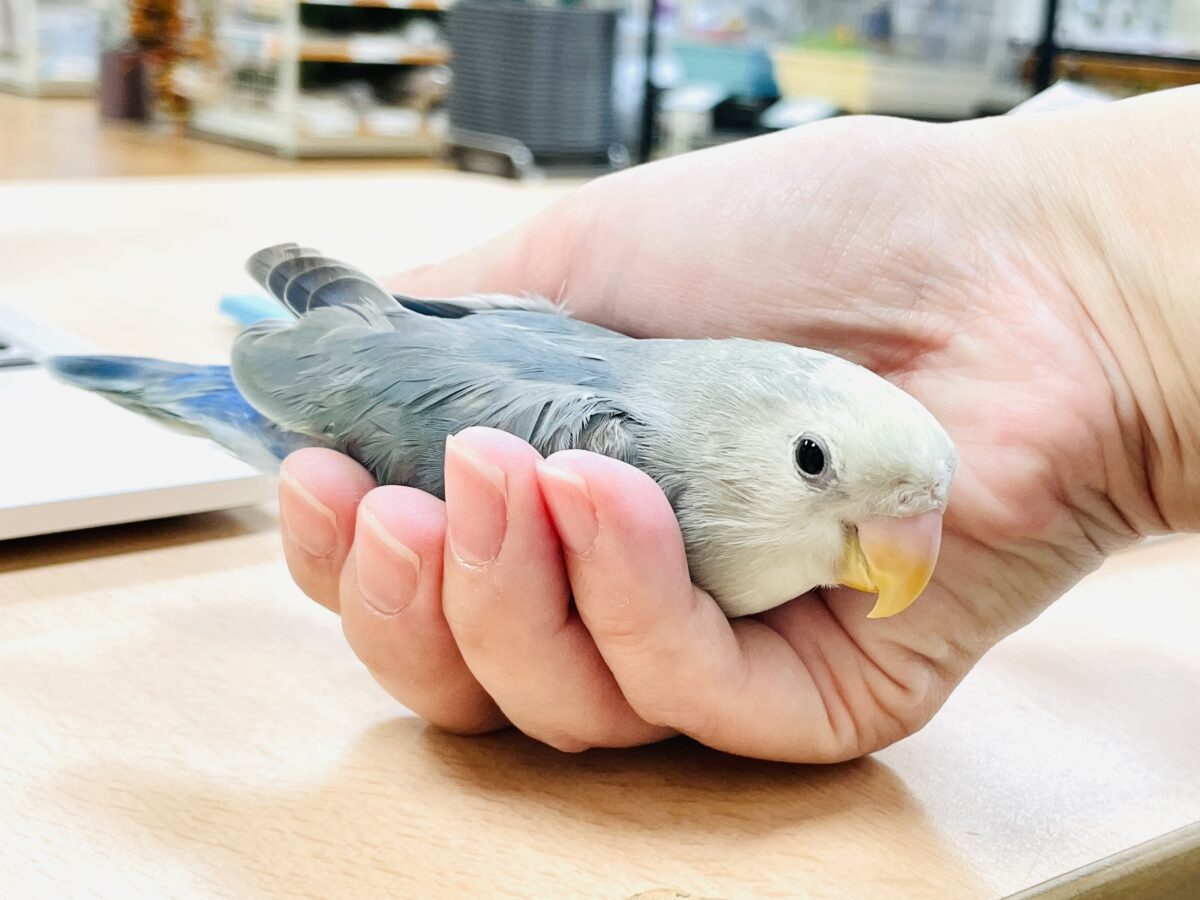 【最新画像】爽やかでクールな夏だよ~😎✨コザクラインコ(ダークチェリーオパーリンパイド) コザクラインコ(小桜インコ)